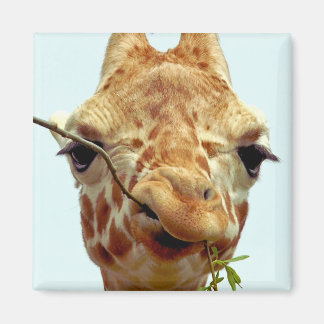 Aimant drôle bébé girafe