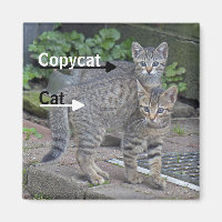 Drôle Chat et Copycat Photographie