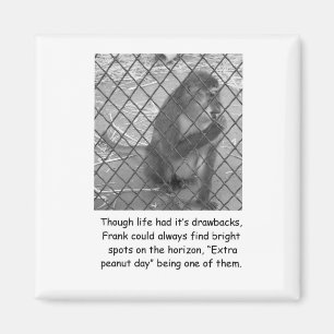 Aimant drôle d'encouragement de singe