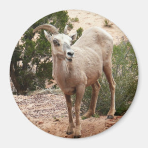 Aimant Drôle Mouton de Bighorn dans le parc national Zion