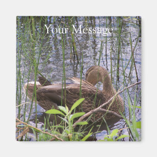 Aimant Duck Preening in the Reed