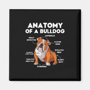 Aimant D'Un Bulldog