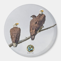 E23 & Famille - M15, F23 et premier Eaglet