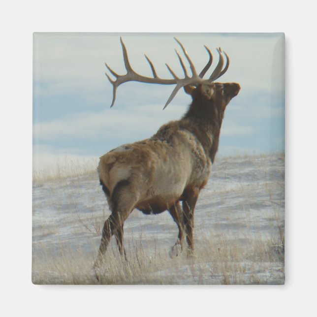 Aimant E58 Bull Elk Lucky 13 Bull (Devant)