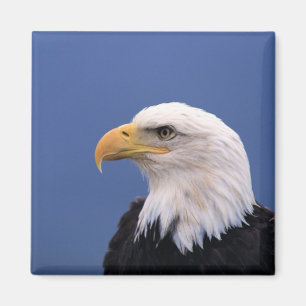 Aimant Eagle chauve