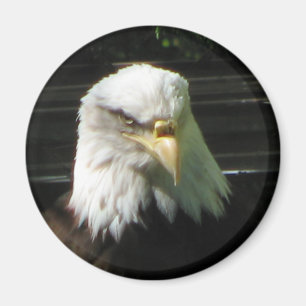 Aimant Eagle chauve