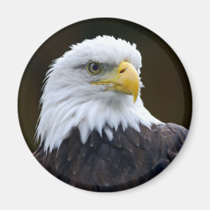 Aimant Eagle chauve américain