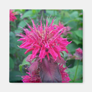 Aimant Écarlate Beebalm