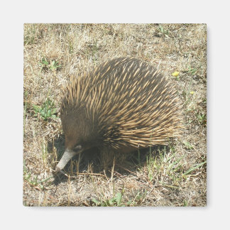 Aimant Echidna