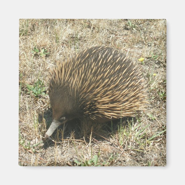 Aimant Echidna (Devant)