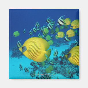 Aimant École de la natation de poissons de papillon sur