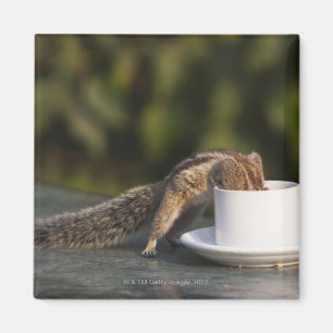 Aimant Écureuil buvant de la tasse de café à l'Indien