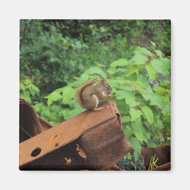 Aimant Écureuil de Camo (Devant)