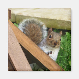 Aimant Écureuil gris sauvage mou (UK)