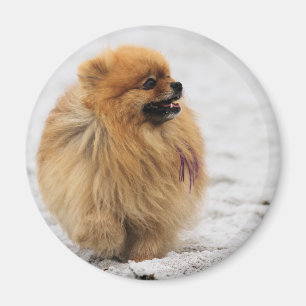 Aimant Edgrrrr #3 - Pomeranian