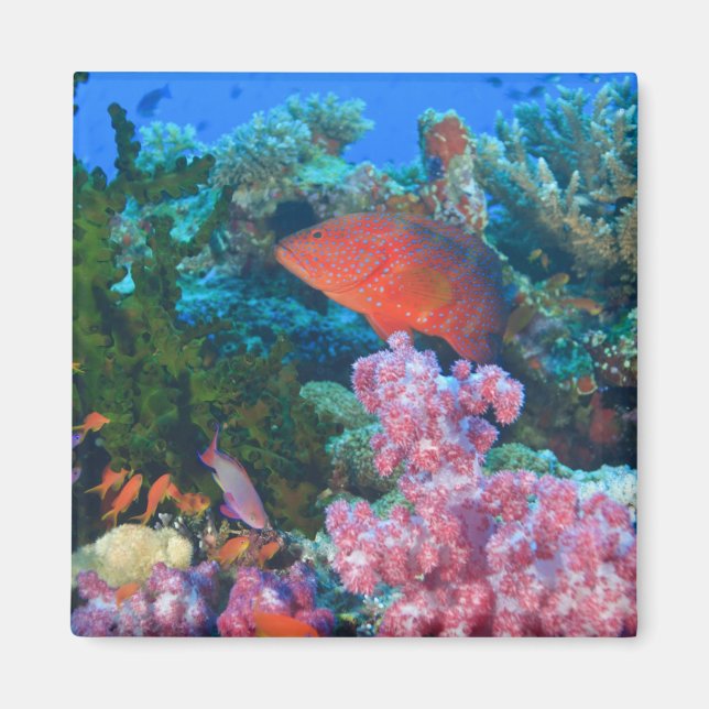 Aimant éducation Pseudanthias (Pseudanthias (Devant)