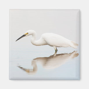 Aimant Egret sur étang calme