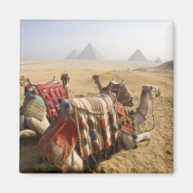 Aimant Égypte, Le Caire. Chameaux au repos (Devant)