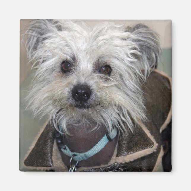 Aimant Einstein le chien (Devant)