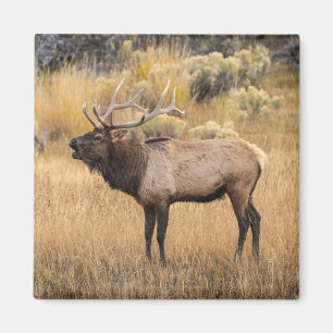 Aimant Élan mâle   Parc national de Yellowstone
