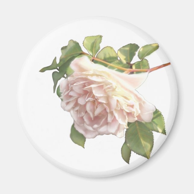 Aimant Élégant floutant rose floral blanc rose (Devant)