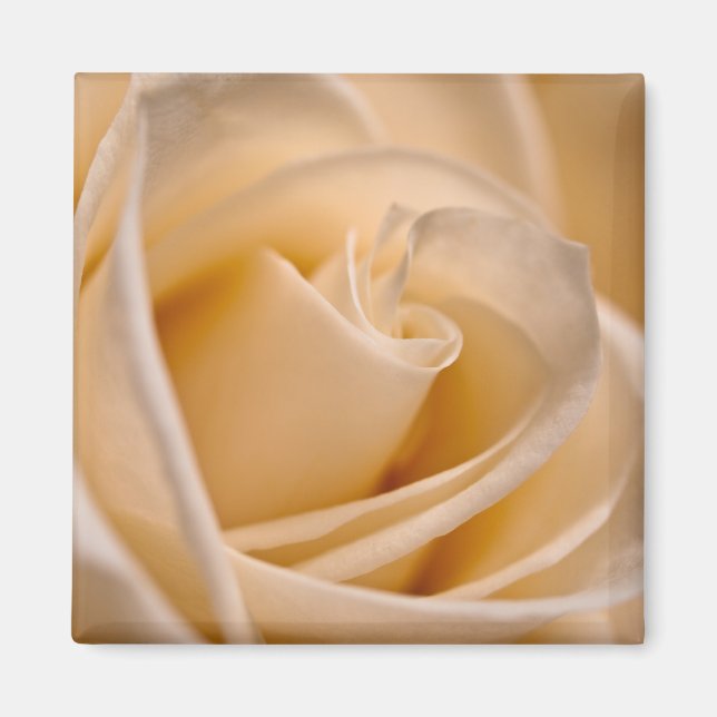Aimant Élégant Rose ivoire (Devant)