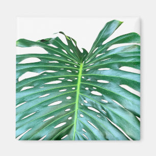 Aimant Elégante feuille de palmier tropicale jungle tropi