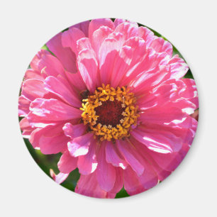 Aimant Elégante marguerite rose rose rétro