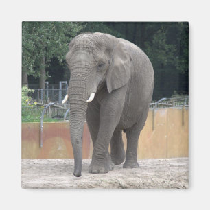 Aimant Éléphant