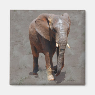 Aimant Éléphant africain