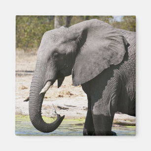 Aimant Éléphant (africana de Loxodonta), la Manche de