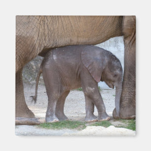 Aimant Eléphant bébé