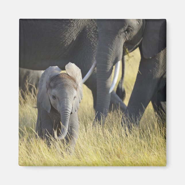 Aimant Eléphant bébé (Devant)