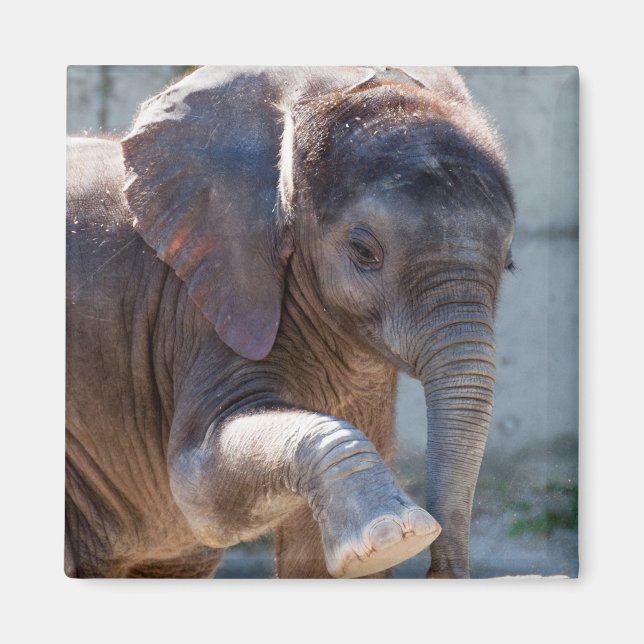Aimant Eléphant bébé (Devant)