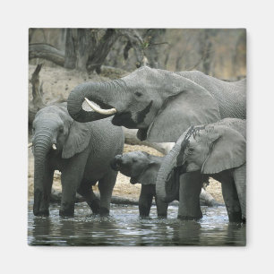 Aimant Éléphant d'Afrique, (Loxodonta africana), buvant
