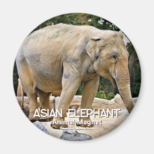 Aimant Éléphant d'Asie
