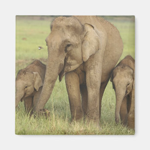 Aimant Éléphant d'Asie indien et jeunes
