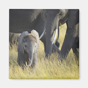 Aimant Éléphant de bébé