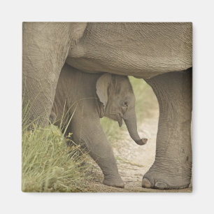 Aimant Éléphant indien / asiatique et jeune, Corbett