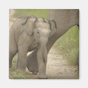 Aimant Éléphant indien / asiatique et jeune, Corbett 2
