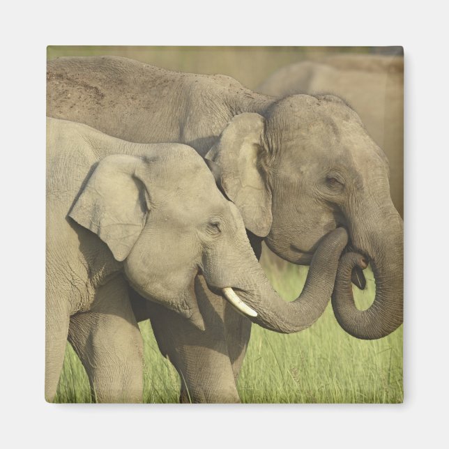 Aimant Éléphants asiatiques indiens (Devant)