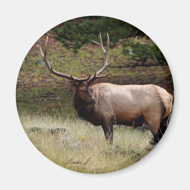 Aimant Elk dans le désert (Devant)