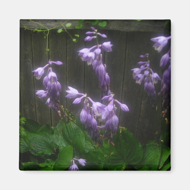 AIMANT ELLES D'HOSTE PURPLE (Devant)