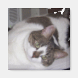 Aimant en poids de papier Kitty