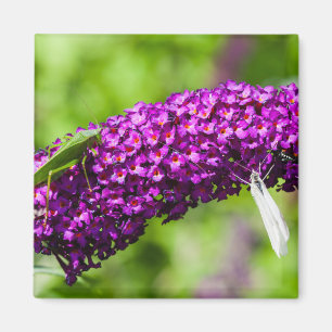 Aimant énergie katydone