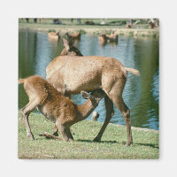 Enfant de cerfs rouges