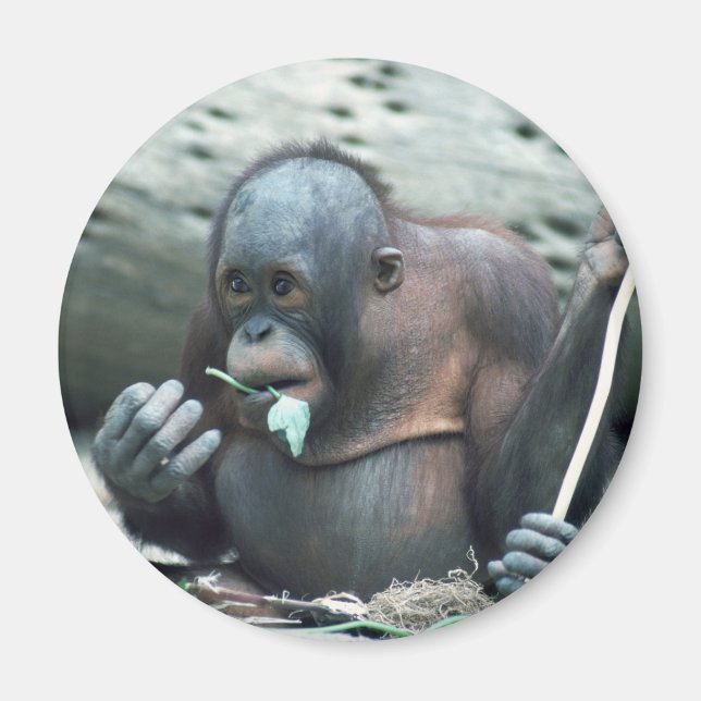 Aimant Ensemble faunique - Primates 4 (Devant)