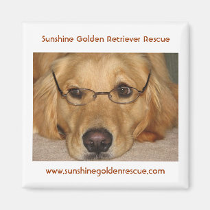 Aimant ensoleillé - délivrance de golden retriev