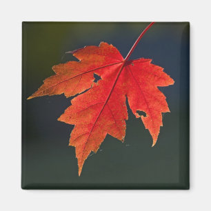 Aimant Érable rouge (Acer rubrum) feuille rouge en automn