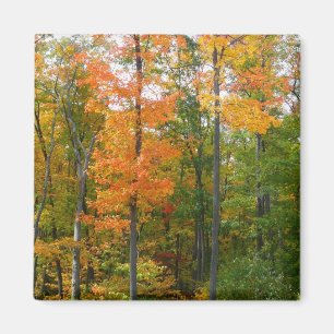 Aimant Érables en automne Photographie de la nature